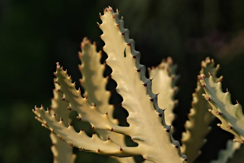 Cactus in hanging basket