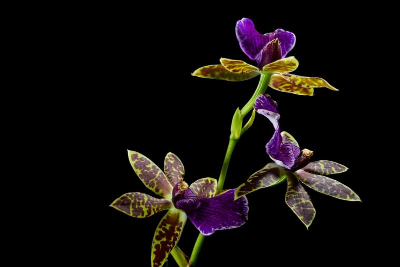 Orchids in hanging basket