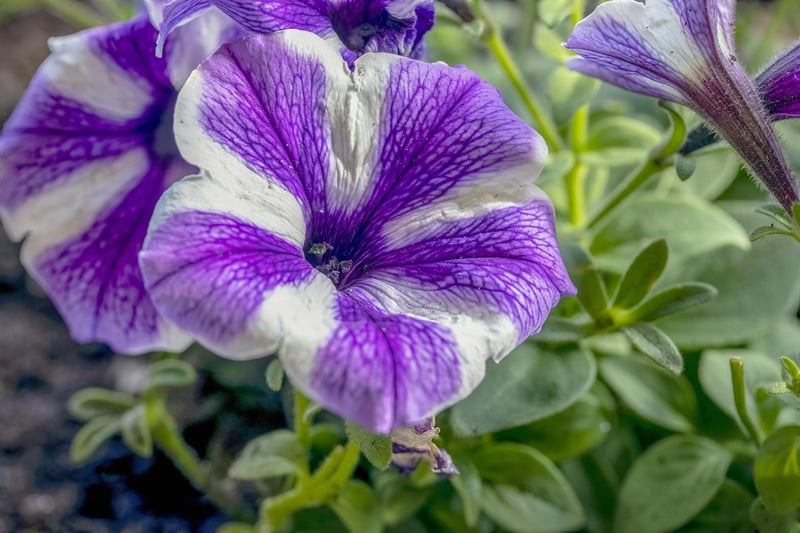 Petunias in hanging basket