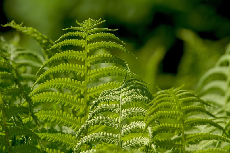 Air for Plants