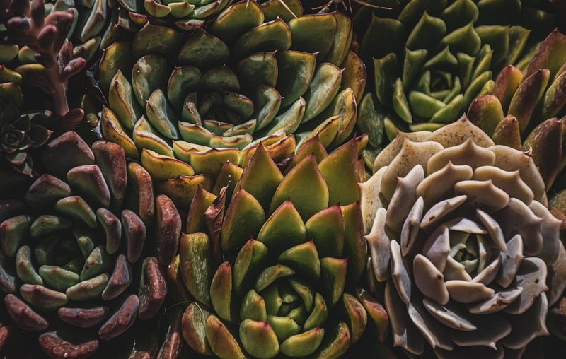 Sunlight for Plants