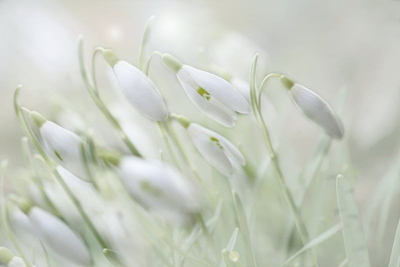 Winter Snowdrop
