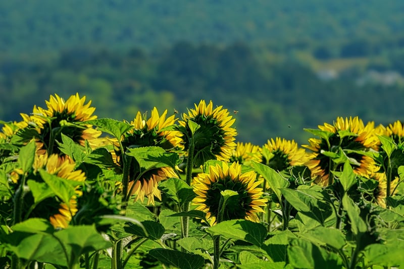 Sunflower in Summer
