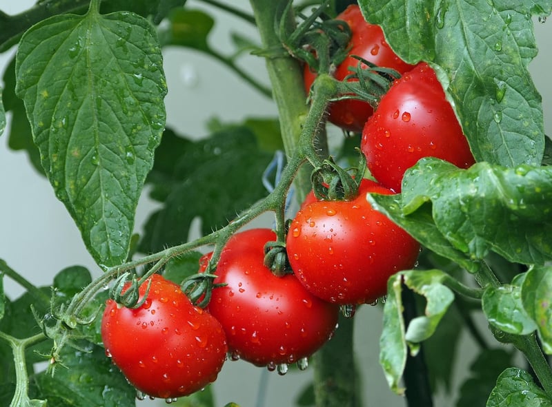 Cherry tomatoes in hanging basket
