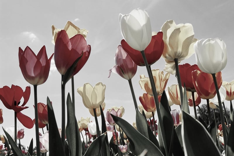 Tulips in hanging basket